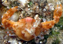Photo: O. Lederman, go to the Crustacean database